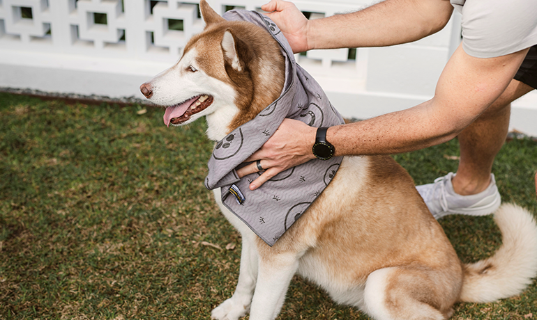 Top 5 Sustainable Pet Products We Love